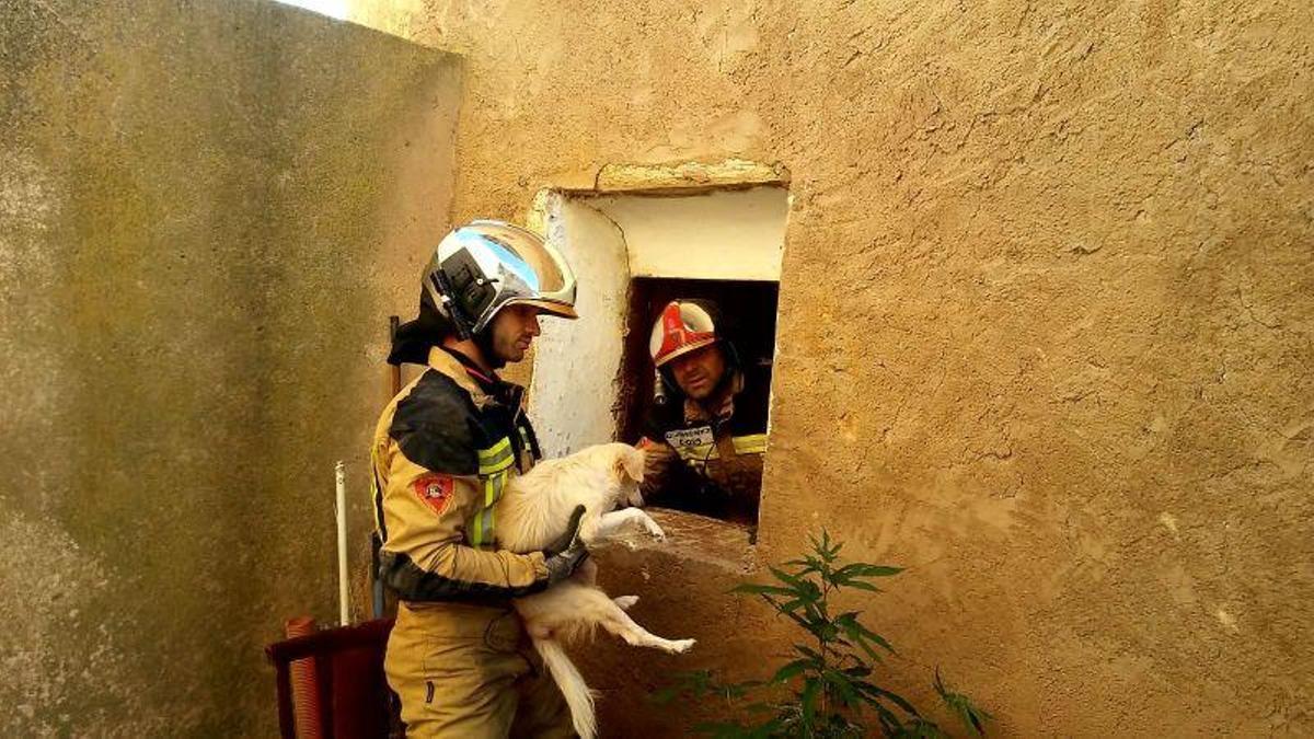 Los bomberos rescatan a un perro que había quedado atrapado bajo unos ...