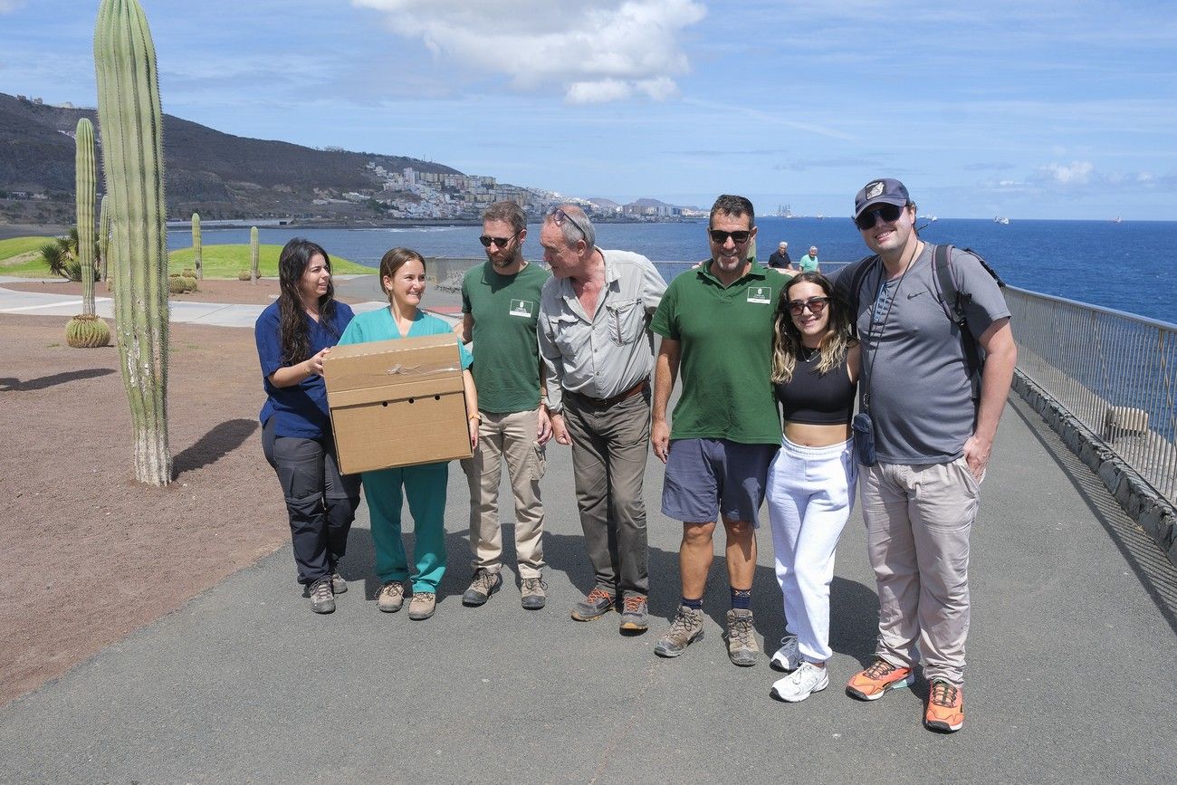 Suelta de un alcatraz en La Laja