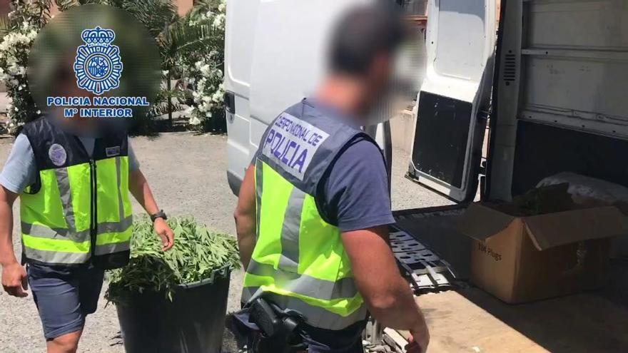 La Policía desmantela un cultivo de 1.000 plantas de marihuana en Alicante