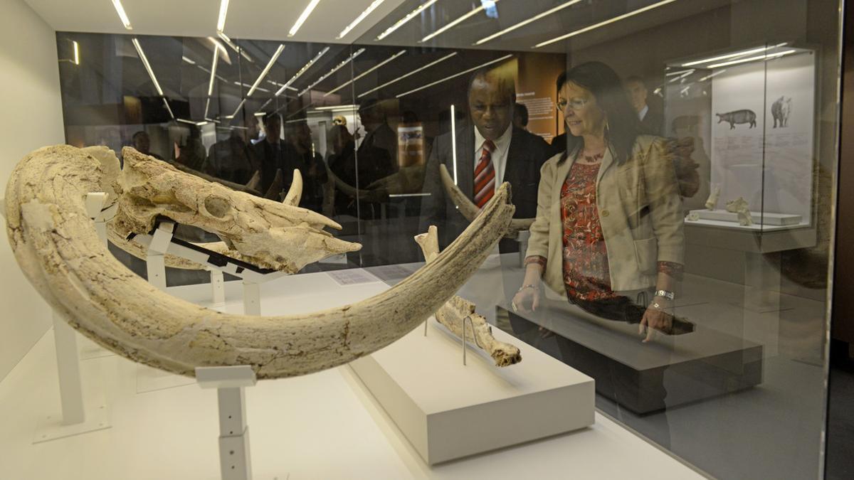 Exposición 'La cuna de la humanidad' en el CosmoCaixa