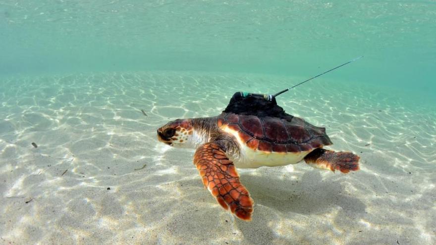 Las tortugas nacidas y liberadas en Ibiza portan un aparato que permite su vigilancia.