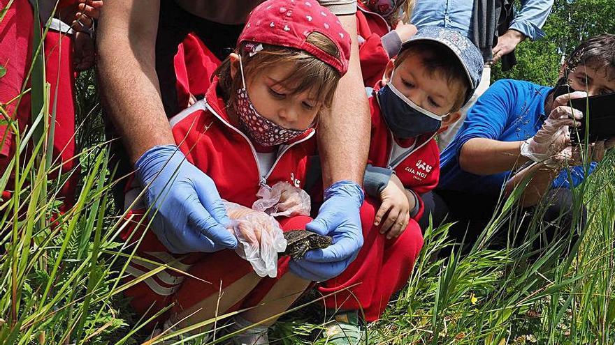 Alliberació de les tortugues a la llacuna de les cigonyes. | PERE DURAN/NORD MEDIA