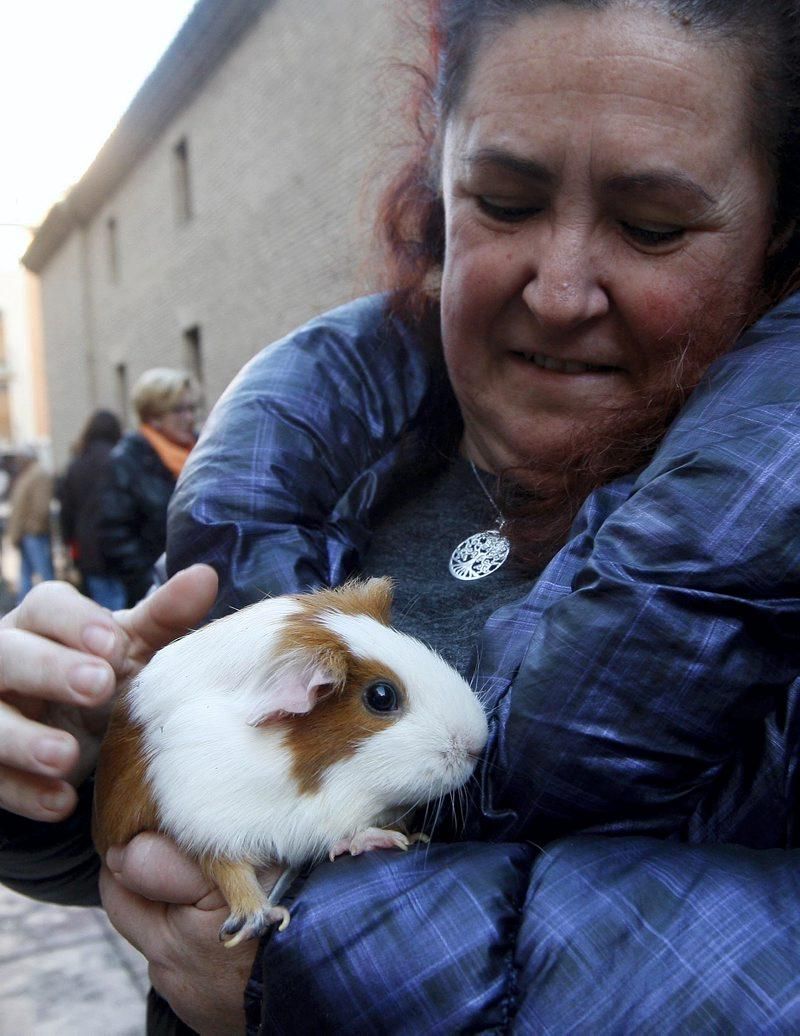 Celebración de San Antón, bendición de los animales