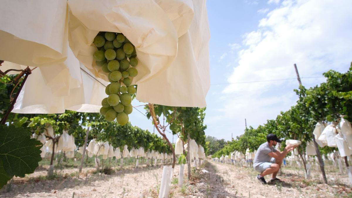 Plantación de uva de mesa embolsada en la zona del Vinalopó.