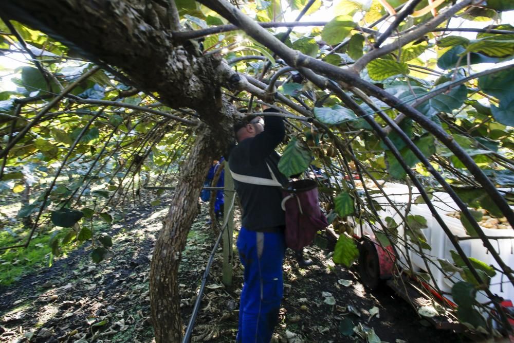 La recogida del kiwi en Pravia