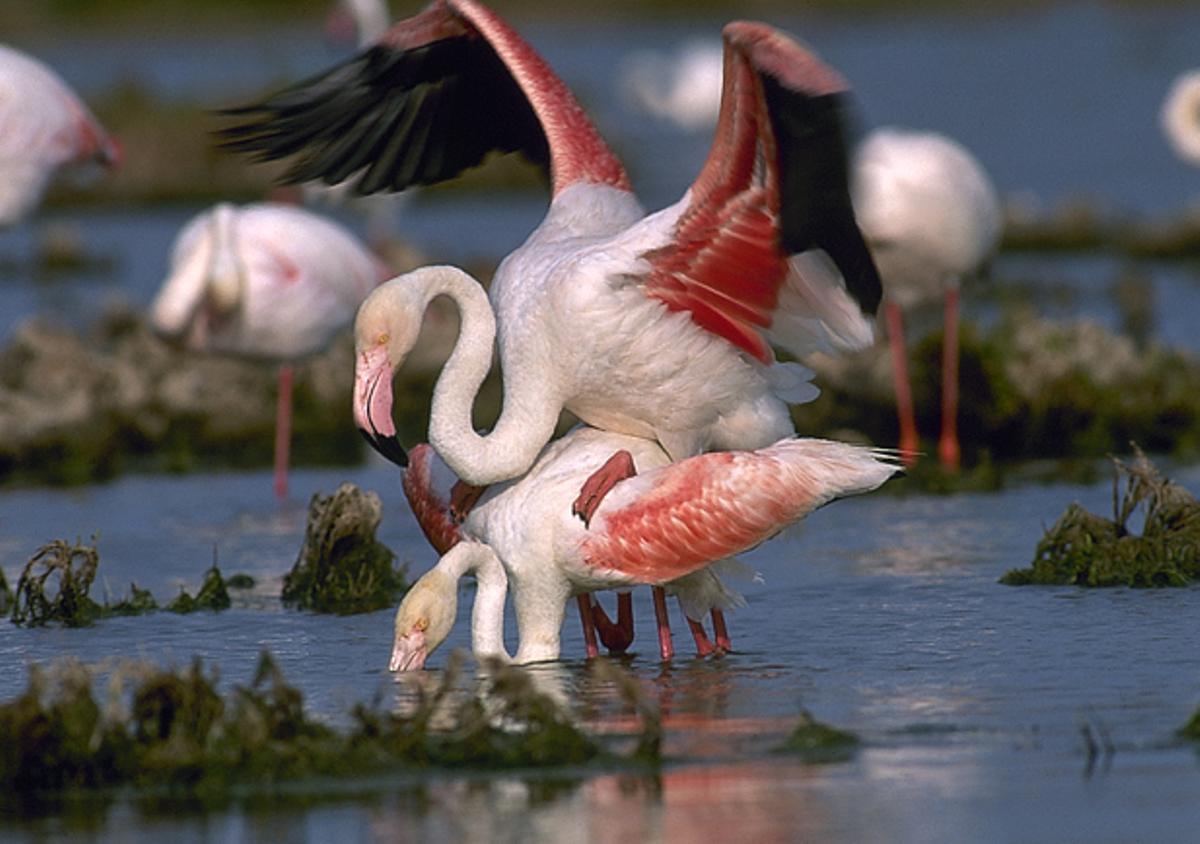 Los tonos rojizos juegan un papel importante en época de cría.