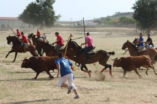 Suelta de vaquillas en las fiestas de La Visitación en Fuentesaúco