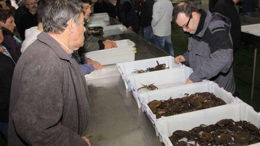 Capturas de nécora preparadas para su subasta en una lonja gallega.