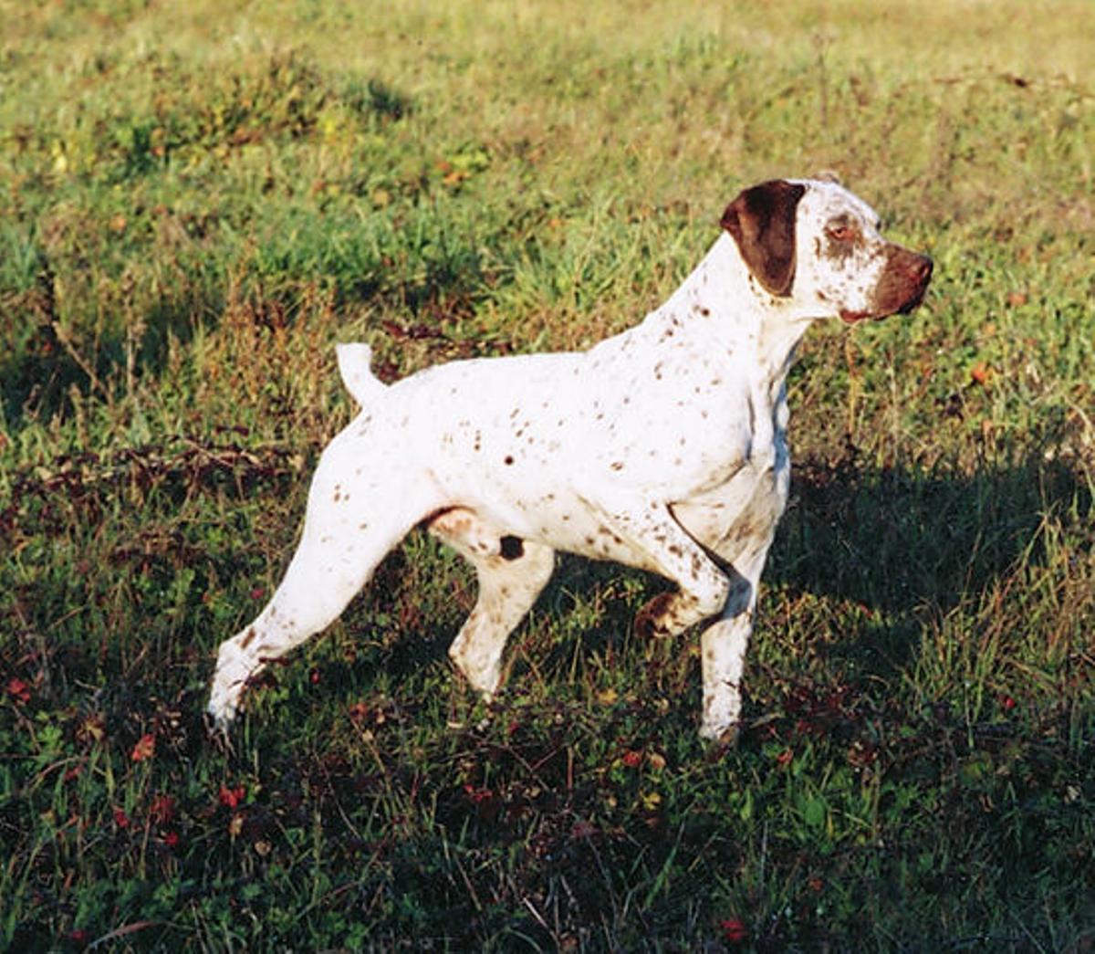 Braco de Bourbonnais, tipo de raza.