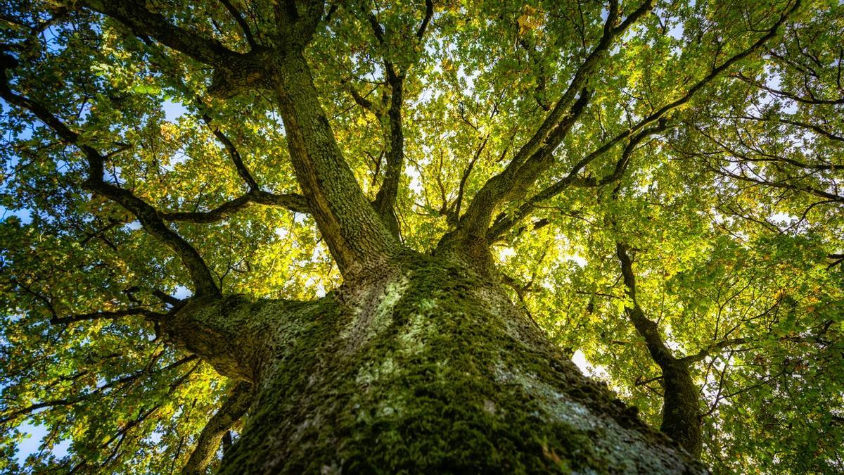 Árbol, roble