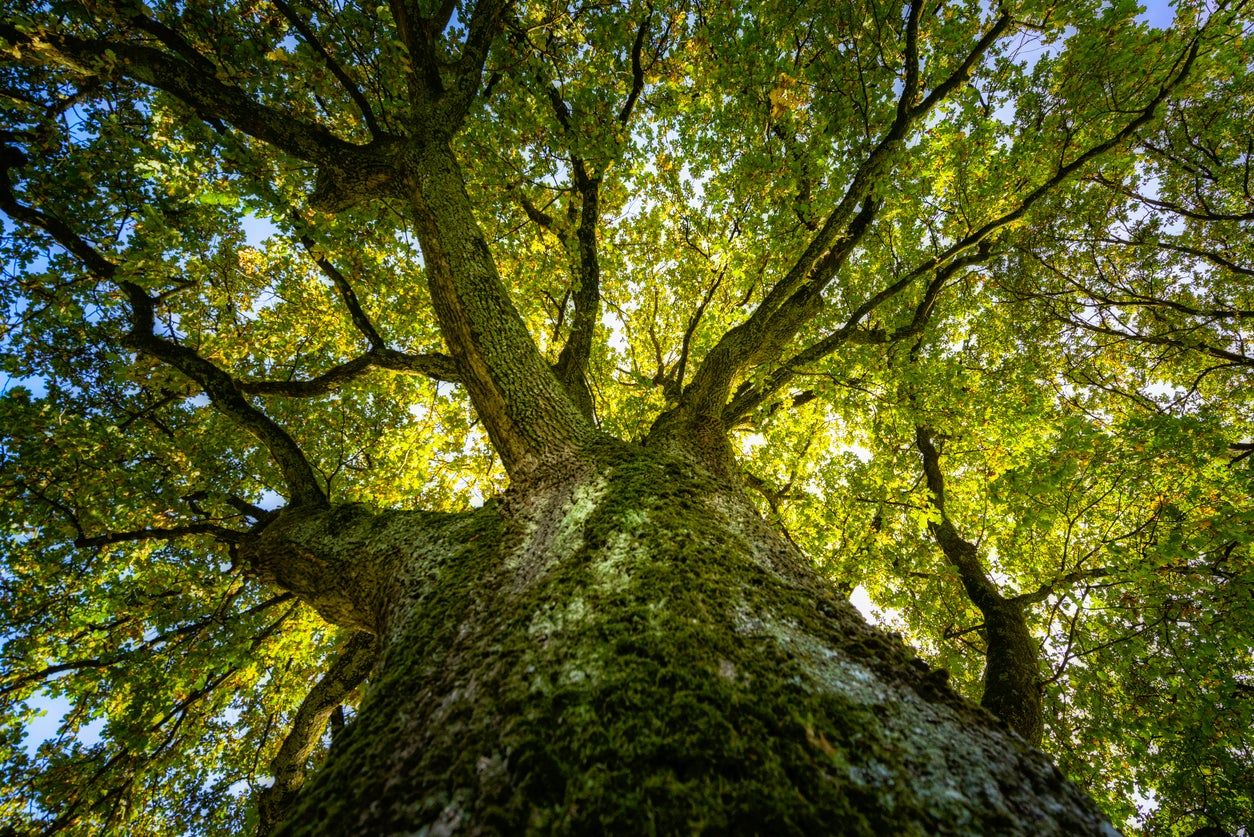 Un estudio revela que los árboles tienen memoria, transmitiendo el  conocimiento a sus hijos - Viajar
