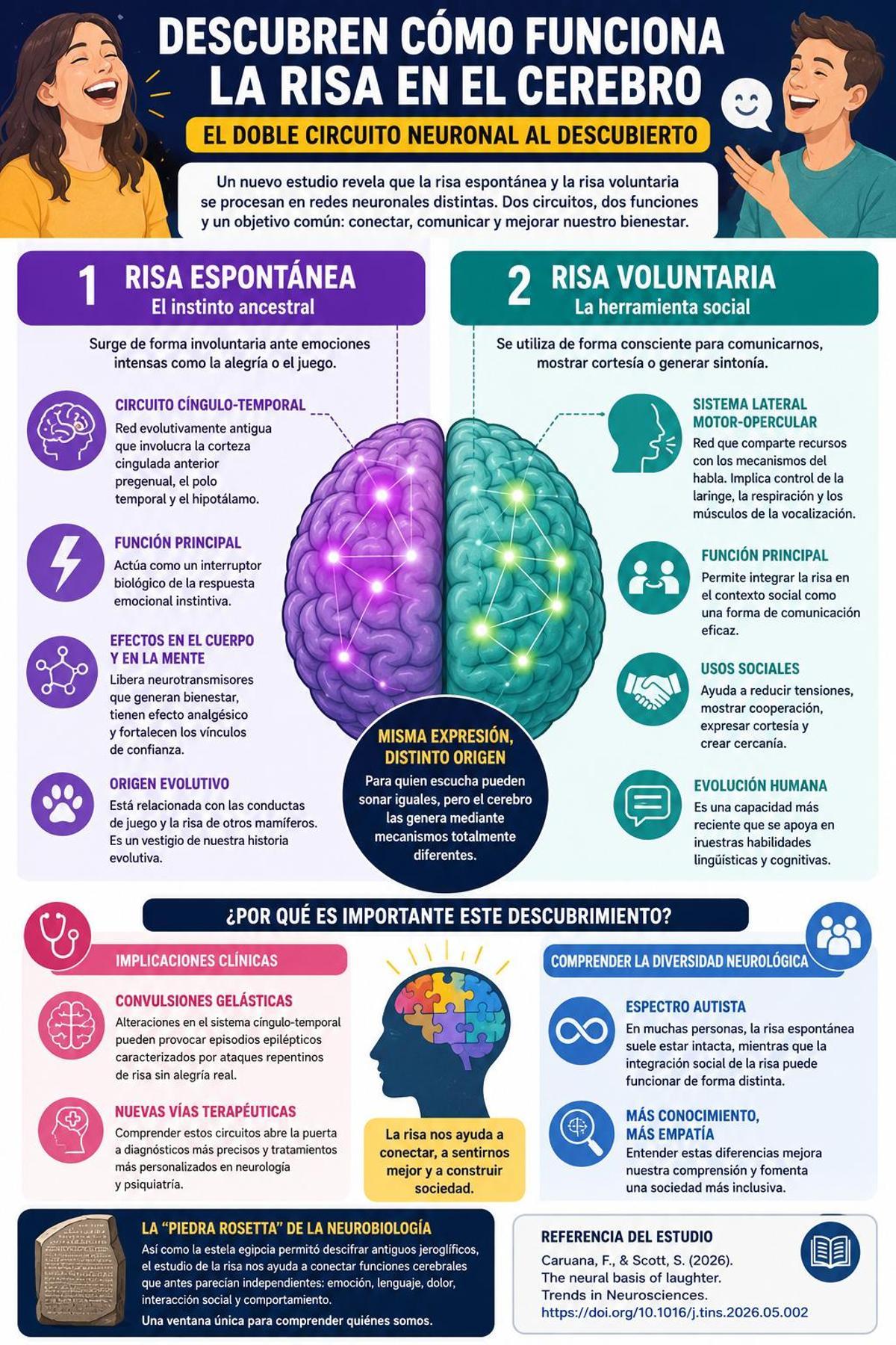 La ciencia descubre que el cerebro utiliza dos circuitos distintos para reír: uno emocional e instintivo, otro social y voluntario. Una pista clave para entender cómo pensamos, sentimos y nos relacionamos.