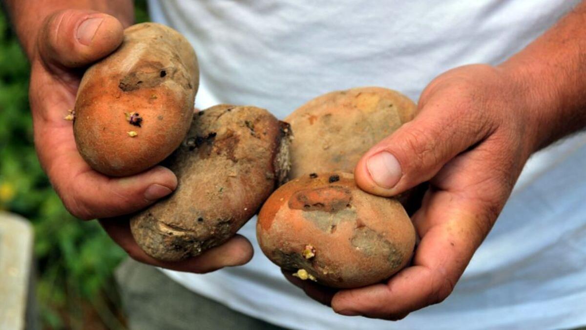 Papas: estas son las cinco enfermedades que puedes combatir si comes papas