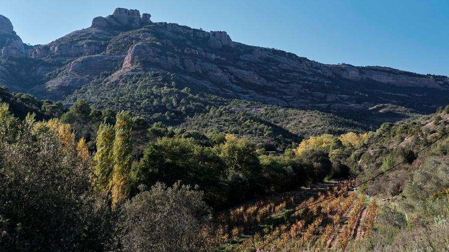 El Parc Natural de Sant Llorenç del Munt i l&#039;Obac ha complert 50 anys