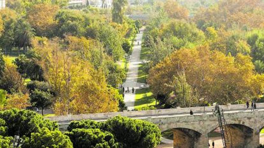 Els arbres més amics de les ciutats