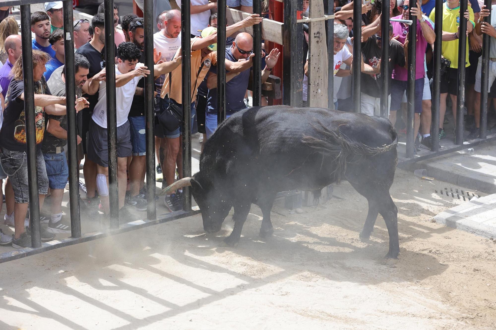 Encierro de cerriles en las fiestas de Sant Pere del Grau