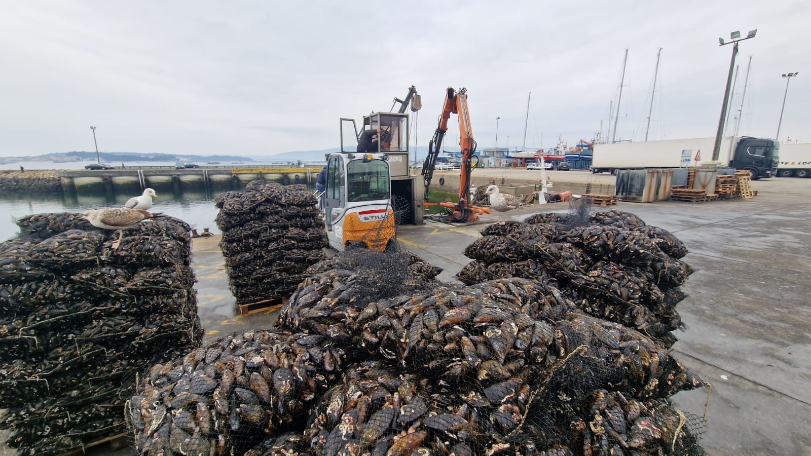 Descargas de mejillón para el mercado de fresco (depuradoras) en el puerto de Vilanova de Arousa.