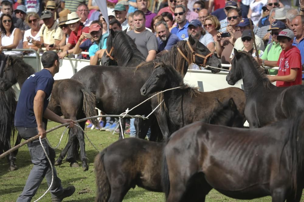 Fiesta del Asturcón en El Sueve