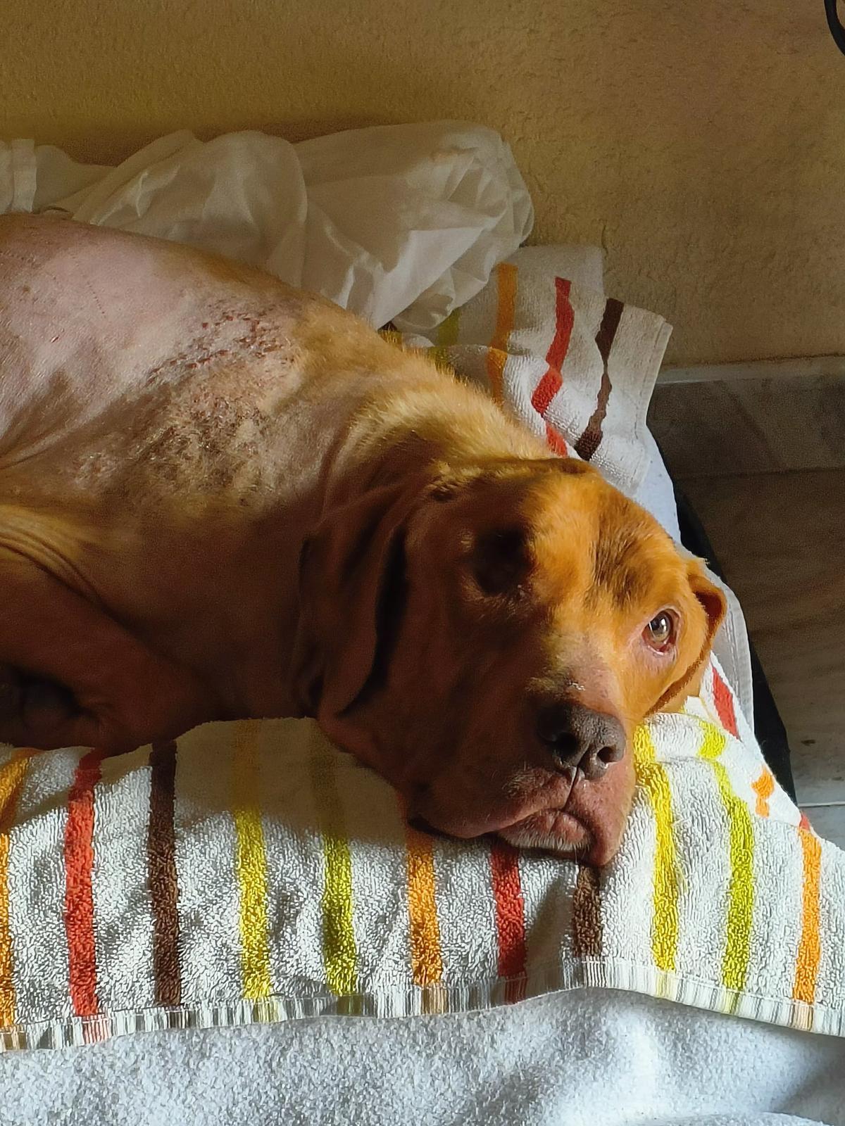 El perro que recibió el golpe de un coche en Alicante.