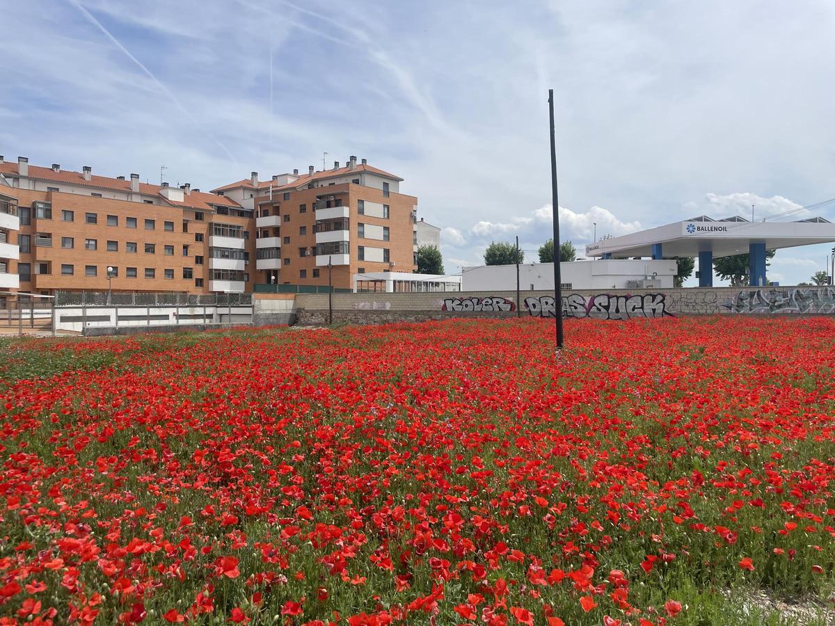 Campo de amapolas de barrio de Pinilla.