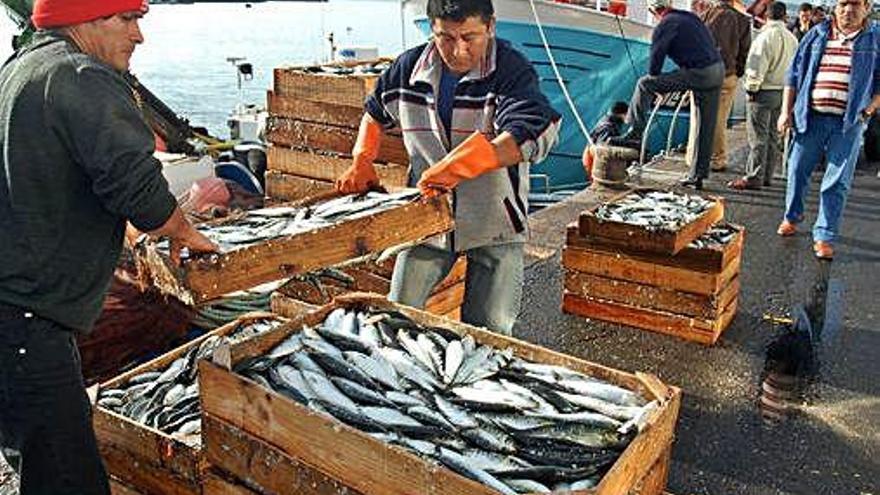 Marineros descargan sardina en un puerto gallego.