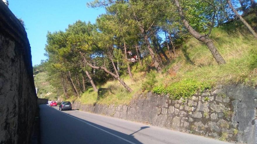 Los árboles que penden sobre la carretera de Arnao a Salinas.