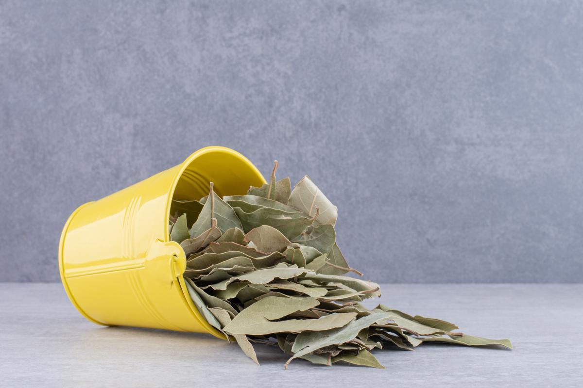 LAUREL ASPIRADOR | El motivo por el que la gente está poniendo una hoja de laurel en este electrodoméstico