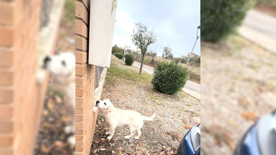 El momento en el que un ciclista encuentra a un perro perdido en la carretera y le ayuda a regresar a casa