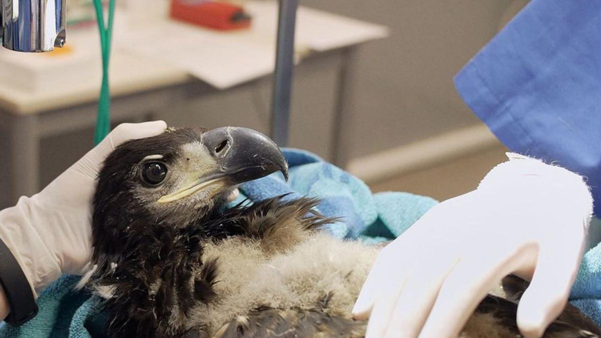 Revisión veterinaria en el hospital de fauna de Grefa de uno de los pigargos que llegaron ayer a Asturias. | Eloy Couceiro