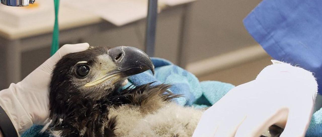 Revisión veterinaria en el hospital de fauna de Grefa de uno de los pigargos que llegaron ayer a Asturias. | Eloy Couceiro