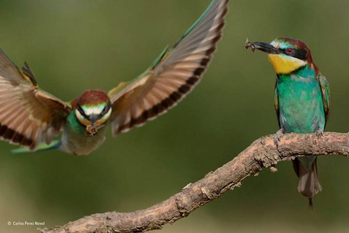 Las mejores fotos del concurso 'Wildlife Photographer of the Year'