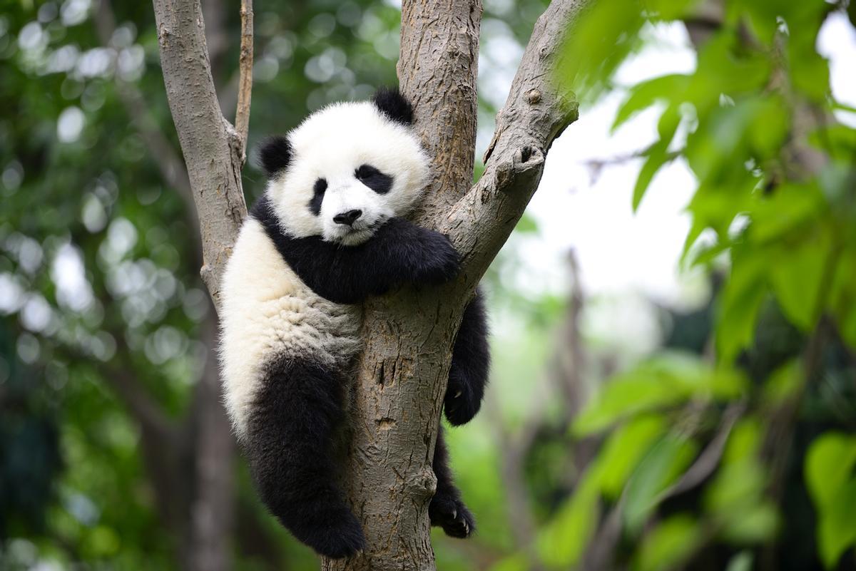 Chengdú es conocida mundialmente como la Capital de los Pandas. Alberga el principal centro de investigación y cría de esta especie, y es el mejor lugar del mundo para observar osos panda gigantes y pandas rojos