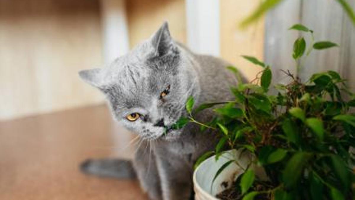 gato come planta casa