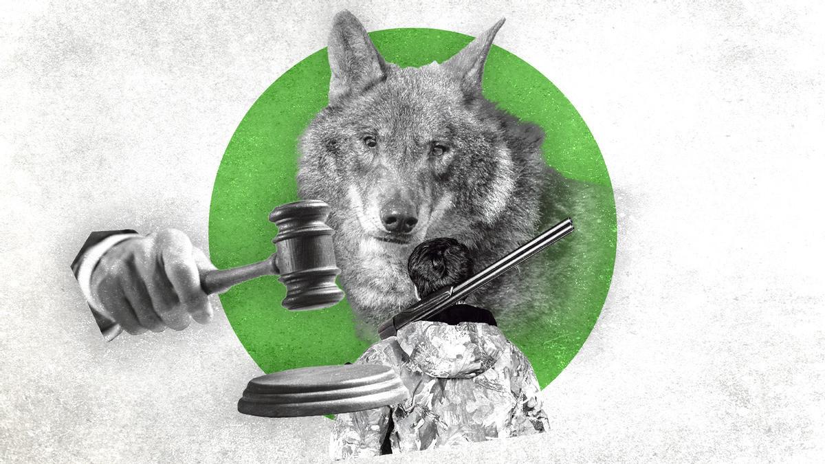 Suspendidas las batidas de lobos en Asturias tras la sentencia del Supremo: incertidumbre jurídica en el Principado