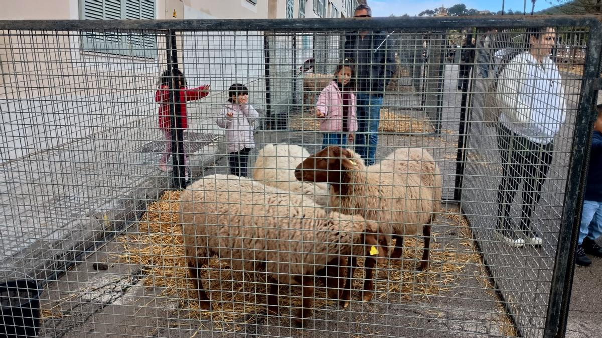 FOTOS | La Feria de Andratx, en imágenes FOTOS | La Feria de Andratx, en imágenes