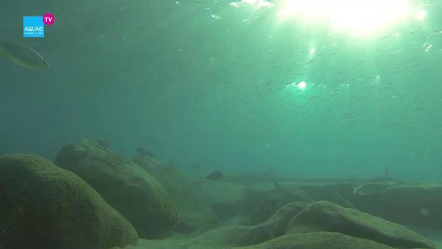 La salpa, el pez del Mediterráneo que produce alucinaciones como el LSD