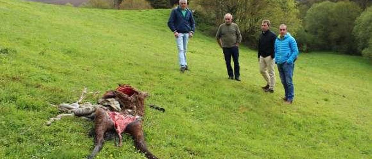 Mario Martínez, José Piquín, el alcalde, José Antonio González Braña, y Javier Pérez, observando los restos de un animal muerto.