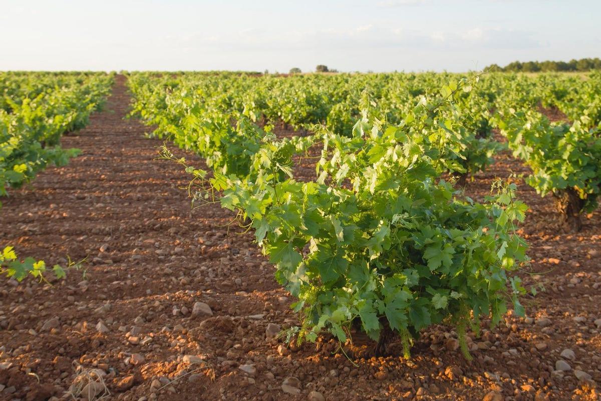Viñedos, Castilla La-Mancha