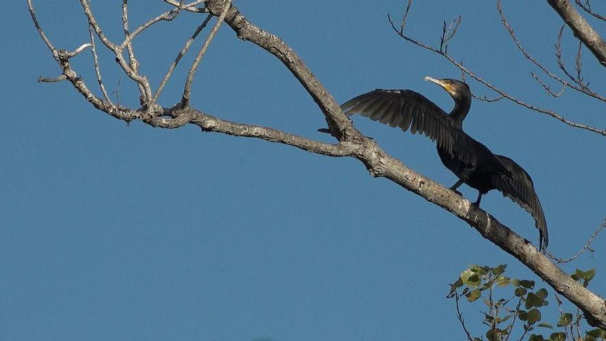 El Millars, un paraje ideal para la observación del cormorán grande