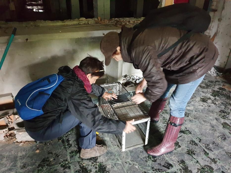 Los animalistas acudieron a rescatar a los gatos antes de que comenzasen las obras de derribo