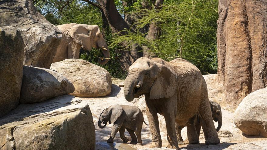 Los BIOPARC se unen al llamado de la ONU por la conservación del medio