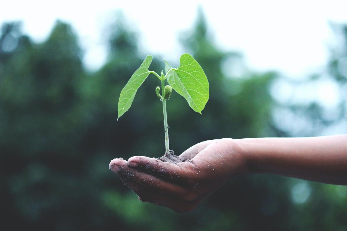 Las cadenas de comida rápida entran en la carrera de lo plant-based