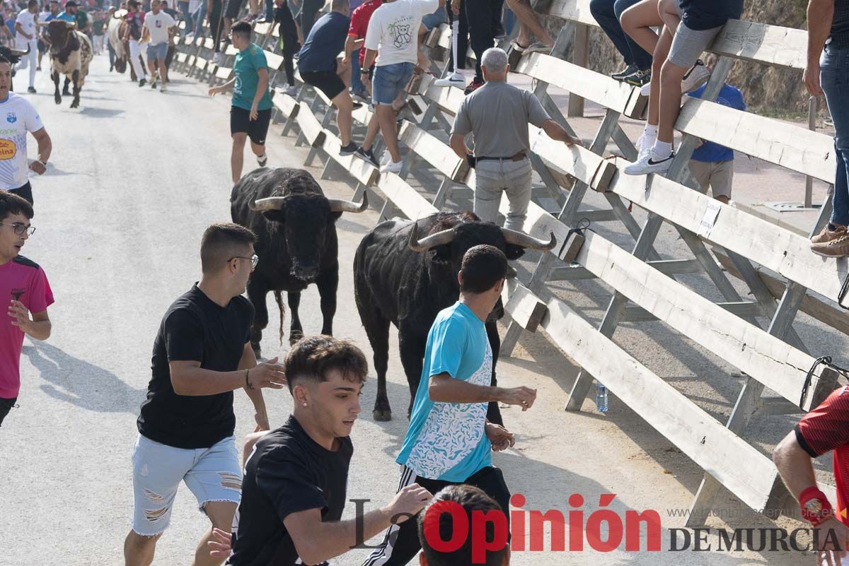 Quinto encierro de la Feria Taurina del Arroz en Calasparra