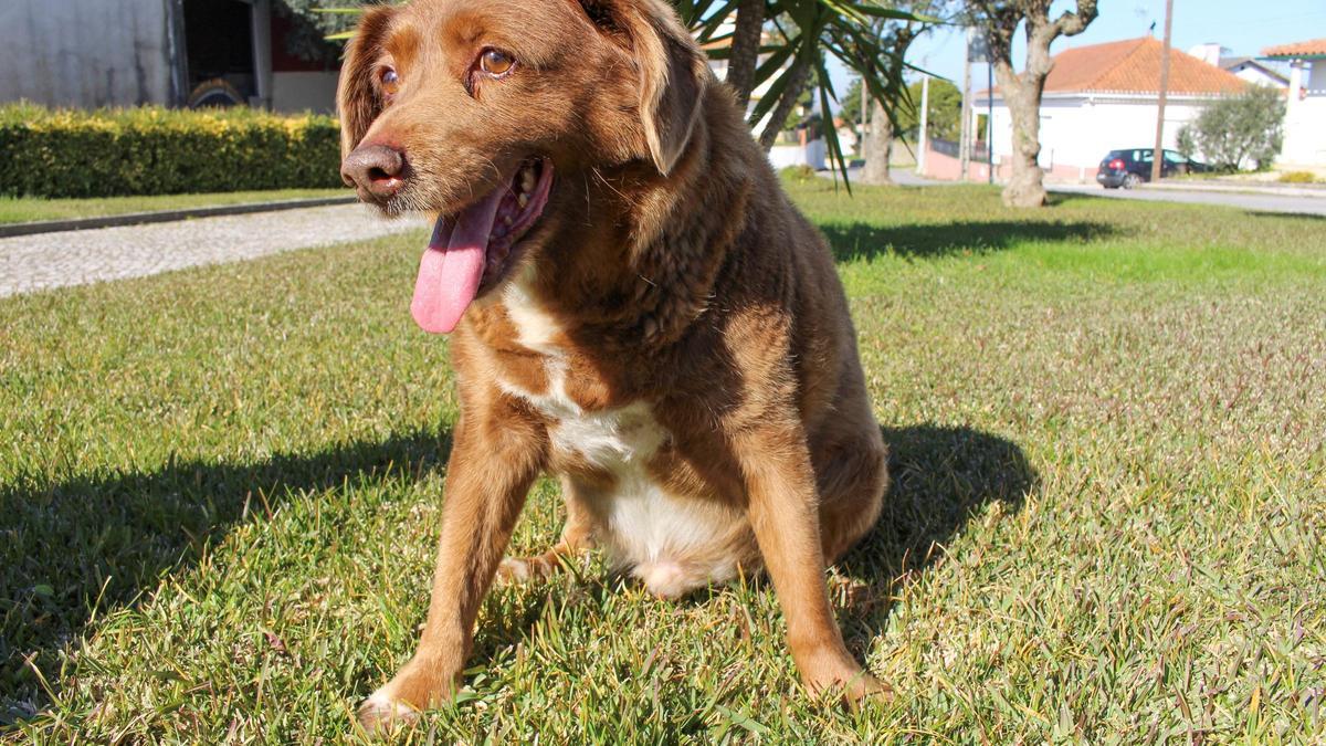 Bobi, el perro más longevo del mundo.