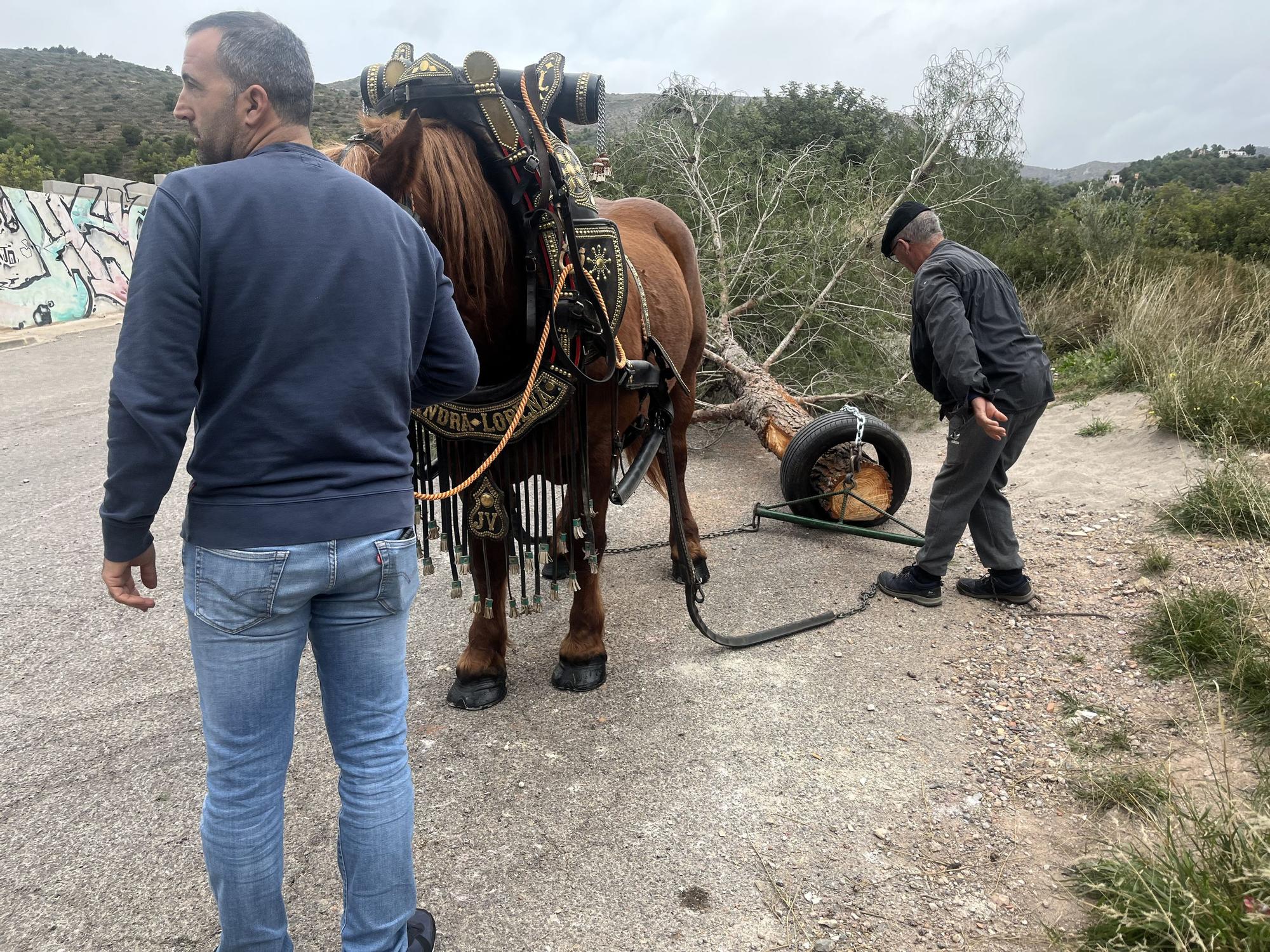 Baixà del pi de las fiestas de Sant Antoni 2023 en la Vall