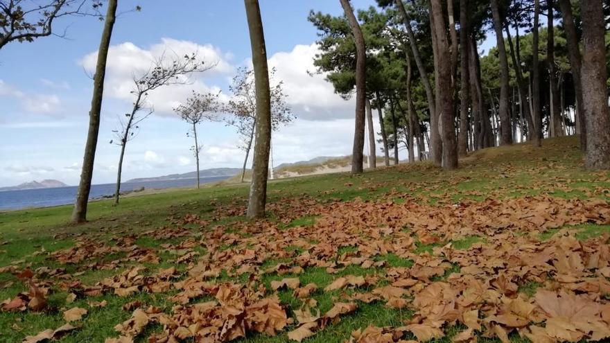 La tesis estudia la resistencia de los pinos ibéricos. En la imagen, pinar de las Rías Baixas