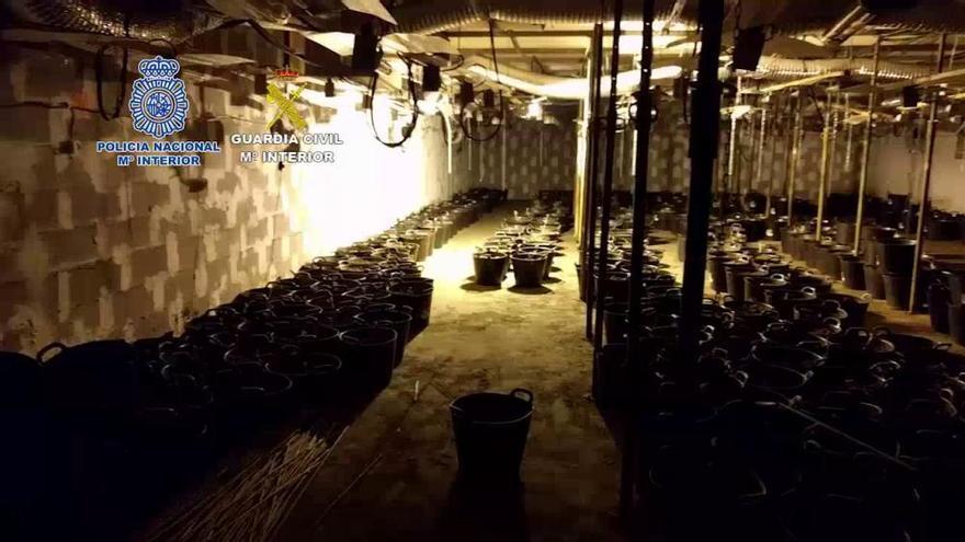 Desarticulan un cultivo de marihuana en una nave industrial en la Vega Baja