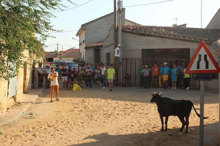 Fiestas en Zamora: Encierro en Argujillo