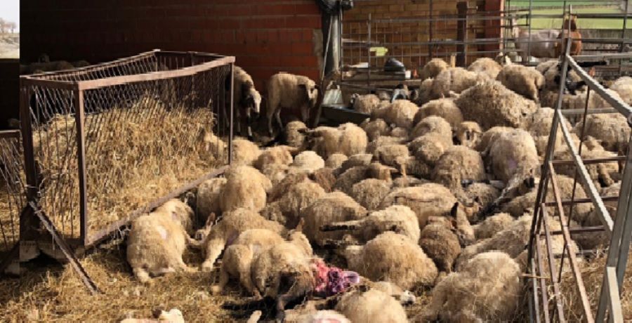 Imagen de los corderos muertos por el ataque de los perros.