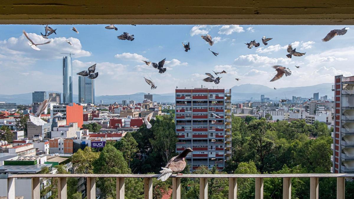 Una paloma apoyada en la terraza